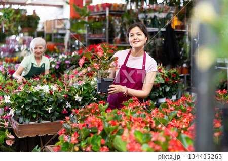 Middle-aged saleswoman holding big begonia in flower-pot in open-air plants market Middle-aged saleswoman holding big begonia in flower-pot in open-air plants market 134435263