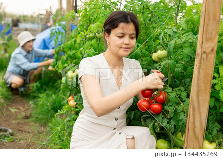 Focused woman garden worker gathering harvest of organic tomatoes in field garden. 134435269