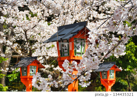 京都　平野神社　美しい桜（京都府京都市北区） 134435321