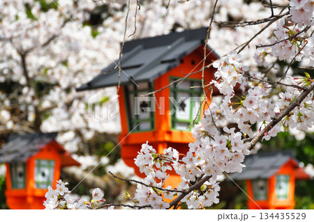 京都　平野神社　美しい桜（京都府京都市北区） 134435529