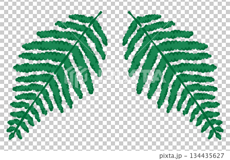Hand-drawn illustration of a fern (color line) 134435627