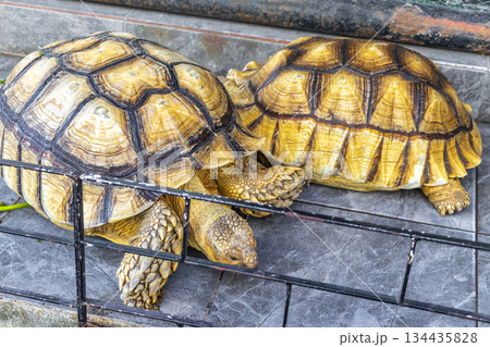 Large tortoises land turtles eat greens in Patong Phuket Thailand. Large tortoises land turtles eat greens in Patong Phuket Thailand. 134435828