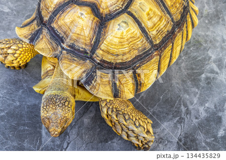 Large tortoise land turtle eat greens in Patong Phuket Thailand. 134435829