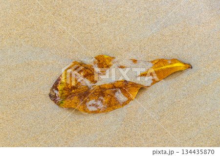 Leaf floating in the water and waves on the beach. Leaf floating in the water and waves on the beach. 134435870