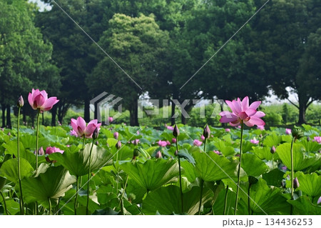 行田市古代ハスの里の水鳥の池に咲く古代蓮の花 134436253
