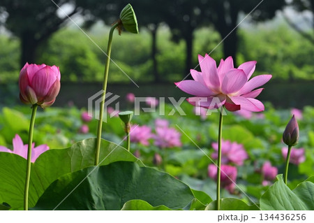 行田市古代ハスの里の水鳥の池に咲く古代蓮の花 134436256