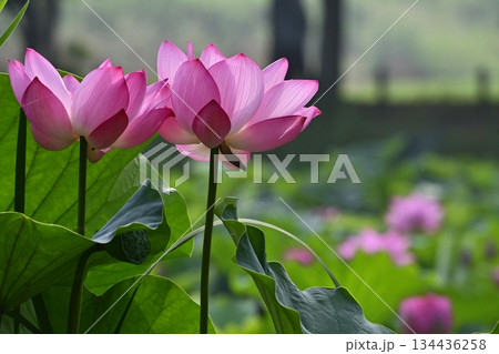 行田市古代ハスの里の水鳥の池に咲く古代蓮の花 134436258