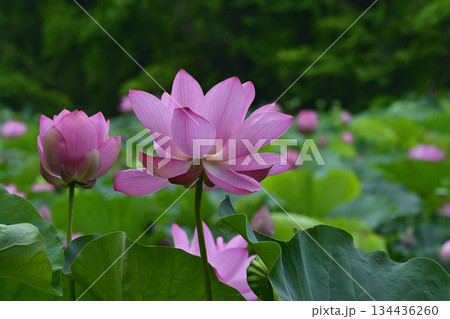 行田市古代ハスの里の水鳥の池に咲く古代蓮の花 行田市古代ハスの里の水鳥の池に咲く古代蓮の花 134436260