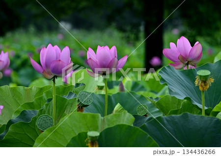 行田市古代ハスの里の水鳥の池に咲く古代蓮の花 134436266