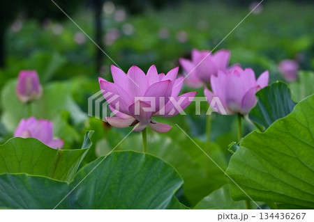 行田市古代ハスの里の水鳥の池に咲く古代蓮の花 行田市古代ハスの里の水鳥の池に咲く古代蓮の花 134436267