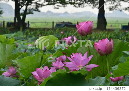 行田市古代ハスの里の水鳥の池に咲く古代蓮の花 行田市古代ハスの里の水鳥の池に咲く古代蓮の花 134436272