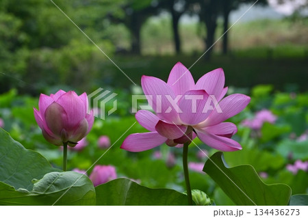 行田市古代ハスの里の水鳥の池に咲く古代蓮の花 行田市古代ハスの里の水鳥の池に咲く古代蓮の花 134436273
