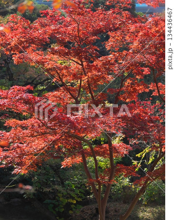 真っ赤に染まった有栖川公園の紅葉　 自然風景（2025年11月） 134436467