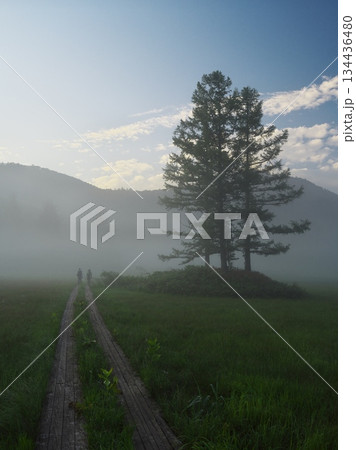 朝霧に包まれた夏の静かな尾瀬沼の大江湿原 134436480