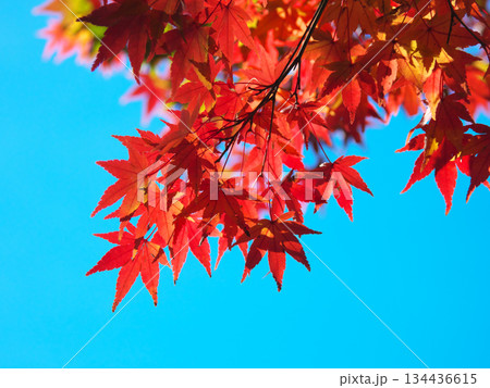 青空に映える有栖川公園の紅葉 自然風景(2025年11月) 青空に映える有栖川公園の紅葉 自然風景(2025年11月) 134436615