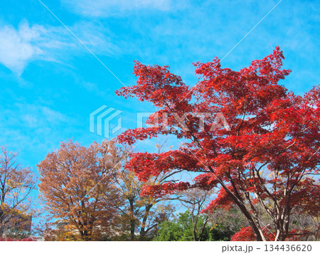 青空に映える有栖川公園の紅葉 自然風景(2025年11月) 青空に映える有栖川公園の紅葉 自然風景(2025年11月) 134436620