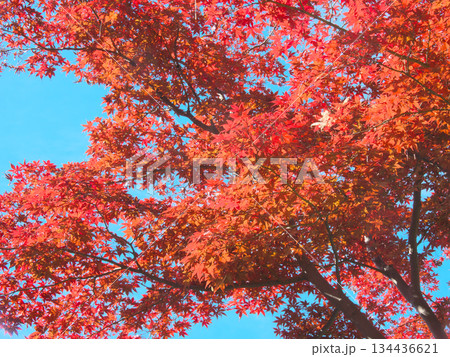 青空に映える有栖川公園の紅葉　 自然風景（2025年11月） 134436621
