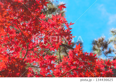 青空に映える有栖川公園の紅葉　 自然風景（2025年11月） 134436625