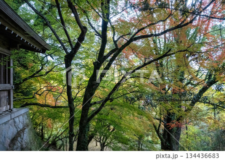 秋の頃の紅葉が美し菊池神社の風景 秋の頃の紅葉が美し菊池神社の風景 134436683