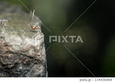 Palm Hopper nymph or Pandanus Planthopper 134436869