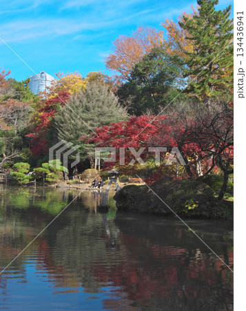 青空に映える有栖川公園の紅葉　 自然風景（2025年11月） 134436941