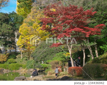 青空に映える有栖川公園の紅葉　 自然風景（2025年11月） 134436942