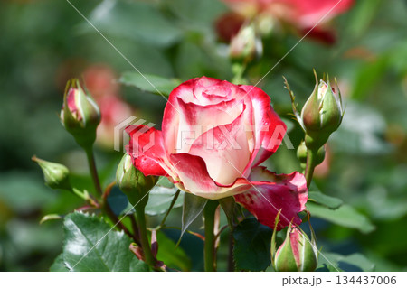 バラ「ジュビレ・デュ・プリンス・ドゥ・モナコ」Rose 'Jubile du prince de バラ「ジュビレ・デュ・プリンス・ドゥ・モナコ」Rose 'Jubile du prince de 134437006
