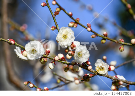 梅の花「玉牡丹」　Plum blossom 'Tama-botan' 134437008