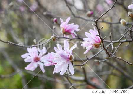 シデコブシ　Star Magnolia 134437009