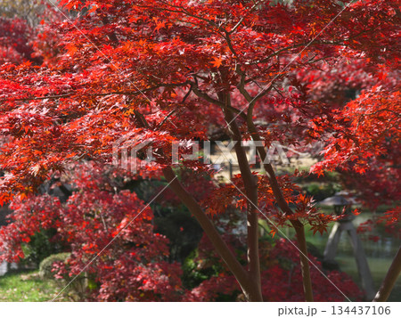 真っ赤に染まった有栖川宮記念公園の紅葉　 自然風景（2025年11月） 134437106