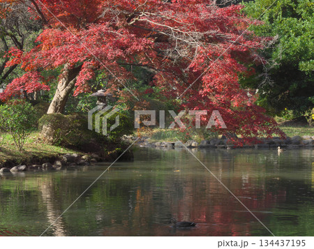 有栖川宮記念公園の綺麗な紅葉　 自然風景（2025年11月） 134437195