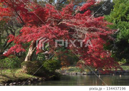 有栖川宮記念公園の綺麗な紅葉　 自然風景（2025年11月） 134437196