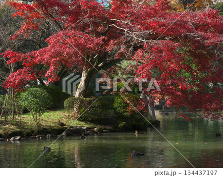 有栖川宮記念公園の綺麗な紅葉　 自然風景（2025年11月） 134437197