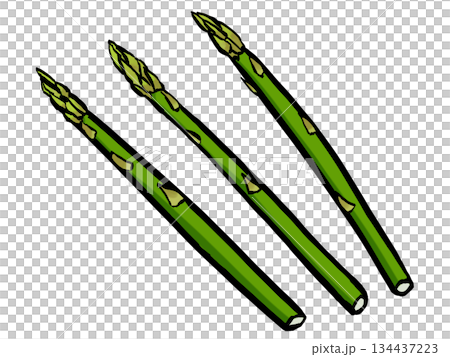 アスパラガスのイラスト （筆タッチ・春野菜） シンプル 134437223