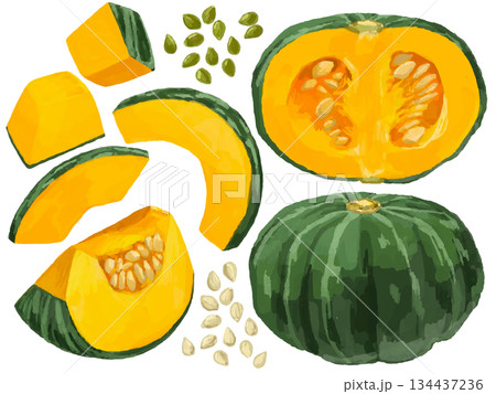 いろいろな切り方のかぼちゃのイラストセット【野菜 食べ物 種】 134437236