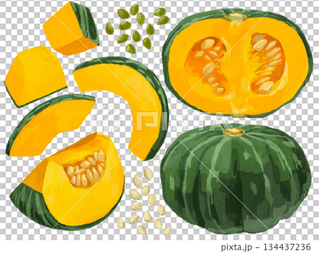 いろいろな切り方のかぼちゃのイラストセット【野菜 食べ物 種】 134437236