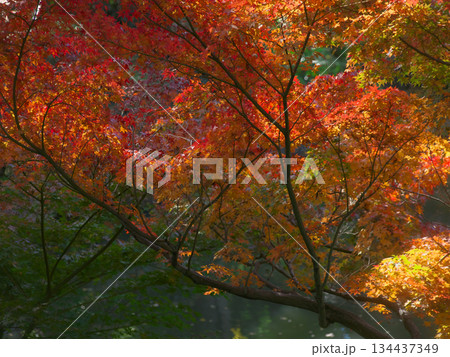 有栖川宮記念公園のきれいな紅葉と渓流 自然風景(2025年11月) 有栖川宮記念公園のきれいな紅葉と渓流 自然風景(2025年11月) 134437349