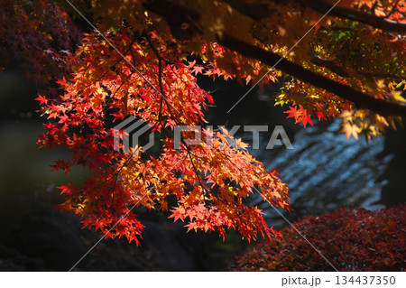 有栖川宮記念公園のきれいな紅葉と渓流 自然風景(2025年11月) 有栖川宮記念公園のきれいな紅葉と渓流 自然風景(2025年11月) 134437350