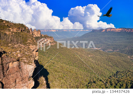 ブルーマウンテン国立公園のユーカリの原生林の景観 134437426