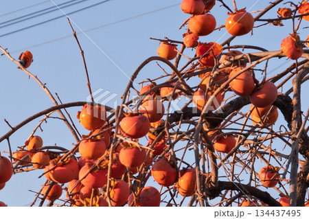 住宅街の放置柿：食害痕 アーバンベア（都市型クマ）出没の誘引物となる管理不足の現状と社会課題 134437495