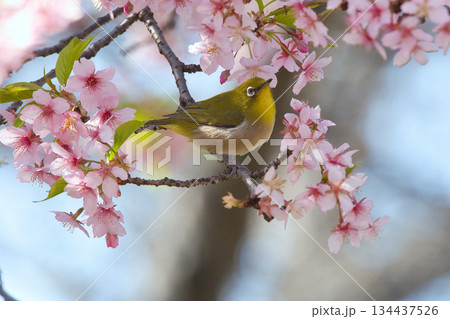河津桜に来たメジロ 河津桜に来たメジロ 134437526