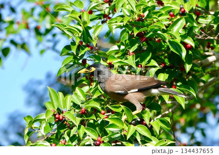 a small bird on a branch 134437655