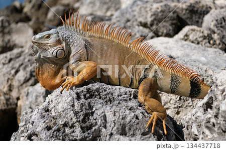 Exotic reptile animal. Wildlife fauna. Wild iguana lizard. Iguana lizard on the stone. Exotic iguana reptile. Tropical reptile Exotic reptile animal. Wildlife fauna. Wild iguana lizard. Iguana lizard on the stone. Exotic iguana reptile. Tropical reptile 134437718