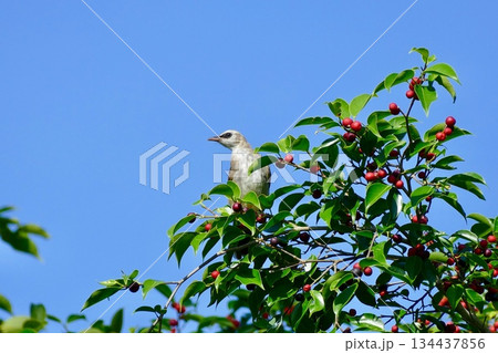 bird on a tree bird on a tree 134437856
