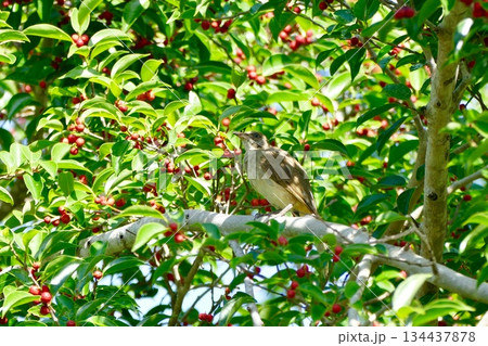 small bird on tree in garden 134437878