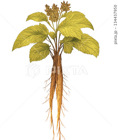 栽培されたごぼうの根付きイラスト背景透過 栽培されたごぼうの根付きイラスト背景透過 134437950