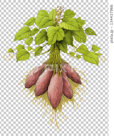 帶有根的栽培甘藷插圖，背景透明 134437966