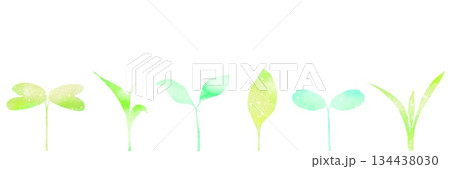 種類の異なる6種の新芽が並ぶ水平ライン素材。 種類の異なる6種の新芽が並ぶ水平ライン素材。 134438030