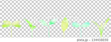 種類の異なる6種の新芽が並ぶ水平ライン素材。 種類の異なる6種の新芽が並ぶ水平ライン素材。 134438030