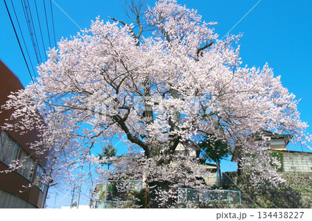 一本桜 -  青空に映える加賀沢の江戸彼岸（2014年7月） 134438227